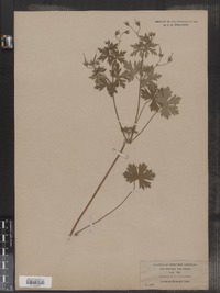 Geranium bicknellii image