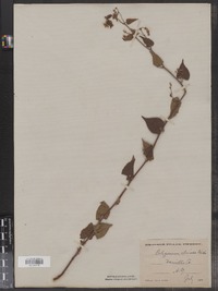 Polygonum cilinode image