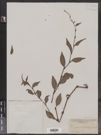 Polygonum hydropiper image