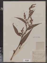 Polygonum lapathifolium image