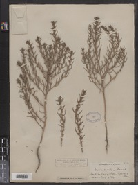 Suaeda maritima image