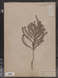 Suaeda maritima image