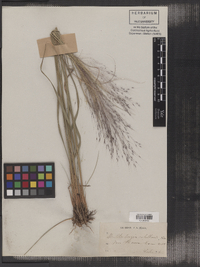 Muhlenbergia capillaris image