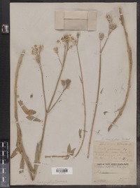 Silene vulgaris image