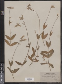 Silene vulgaris image