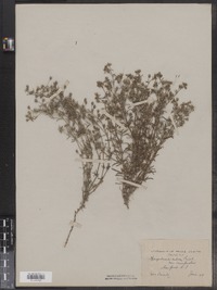 Spergularia rubra image