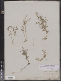 Stellaria borealis ssp. borealis image