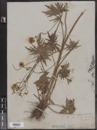 Ranunculus acris image