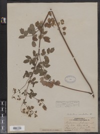 Thalictrum revolutum image