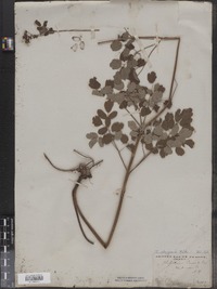 Thalictrum pubescens image