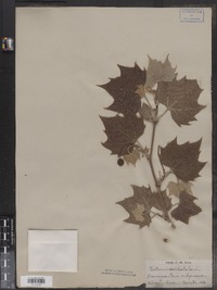 Platanus occidentalis image