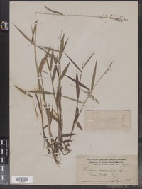 Image of Panicum longiculme