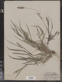 Setaria viridis image