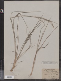 Schizachyrium scoparium var. scoparium image