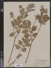 Chelidonium majus image