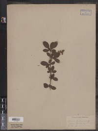 Berberis vulgaris image