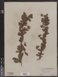 Berberis vulgaris image
