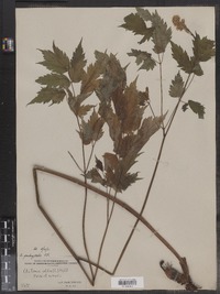 Actaea pachypoda image