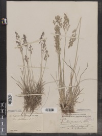 Poa pratensis image