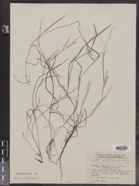 Torreyochloa pallida var. fernaldii image