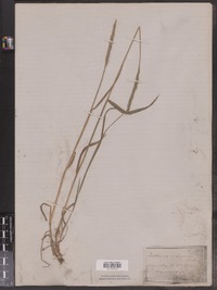 Elymus trachycaulus ssp. trachycaulus image