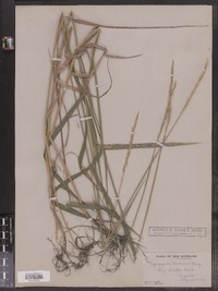 Elymus trachycaulus ssp. trachycaulus image