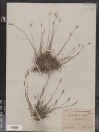 Danthonia spicata image