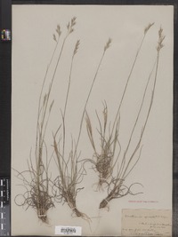 Danthonia spicata image