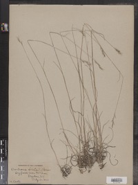 Danthonia spicata image