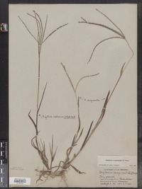 Digitaria sanguinalis image