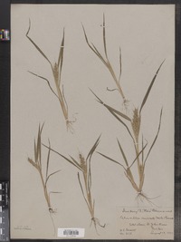 Echinochloa crus-galli image