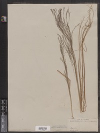 Agrostis scabra image