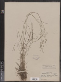 Agrostis capillaris image