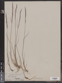 Agrostis capillaris image