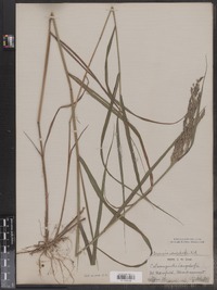 Calamagrostis canadensis image