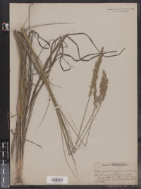 Calamagrostis stricta ssp. inexpansa image