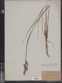 Calamagrostis canadensis image