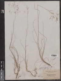 Deschampsia flexuosa image