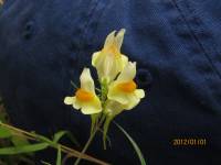 Linaria vulgaris image