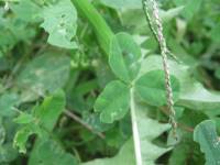 Trifolium repens image