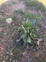 Taraxacum officinale image