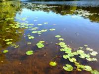 Nymphaea odorata image