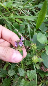 Prunella vulgaris image