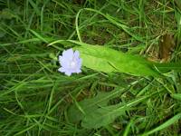 Cichorium intybus image