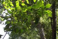 Clethra alnifolia image