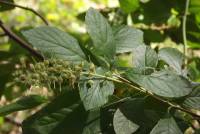 Clethra alnifolia image