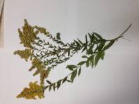 Solidago canadensis image