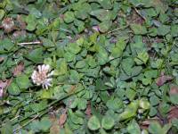 Trifolium repens image