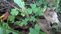 Oxalis stricta image