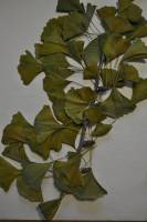 Ginkgo biloba image